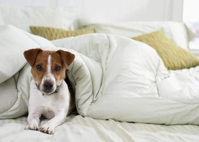 Hotel Ibis Budget Paul Les Dax 2*